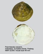 Polymesoda coaxans (3)